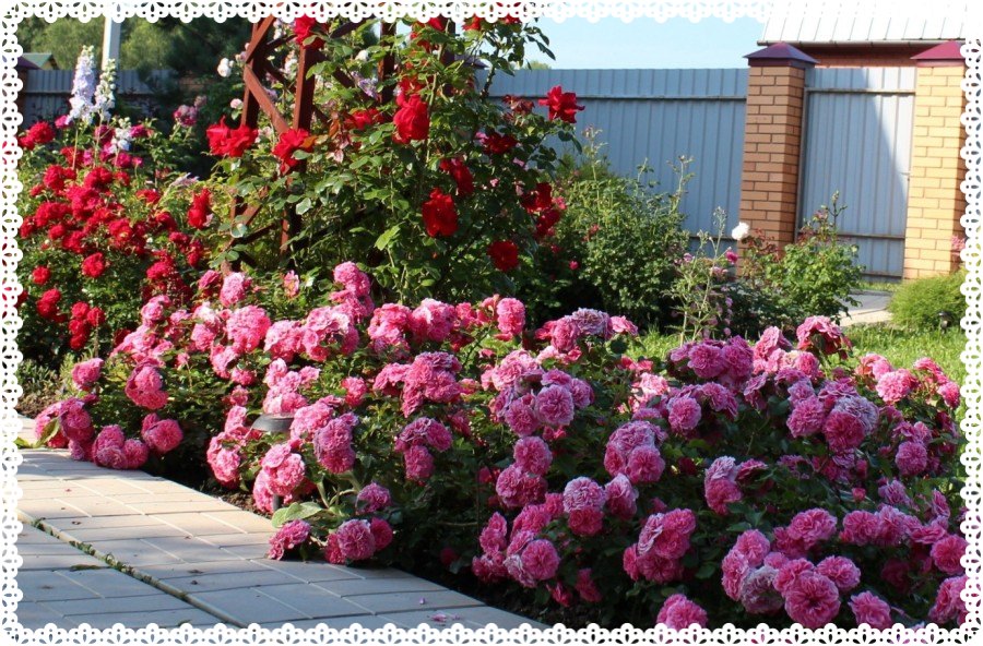 Pink Swany róża okrywowa